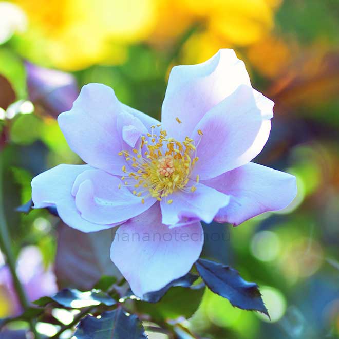 バラ ｜花の手帖の薔薇図鑑