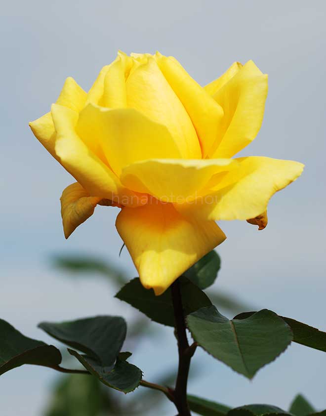 バラ ランドラ｜花の手帖の薔薇図鑑