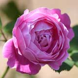 バラ レーヌ ヴィクトリア｜花の手帖の薔薇図鑑