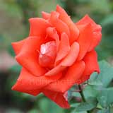 バラ ラス ベガス｜花の手帖の薔薇図鑑