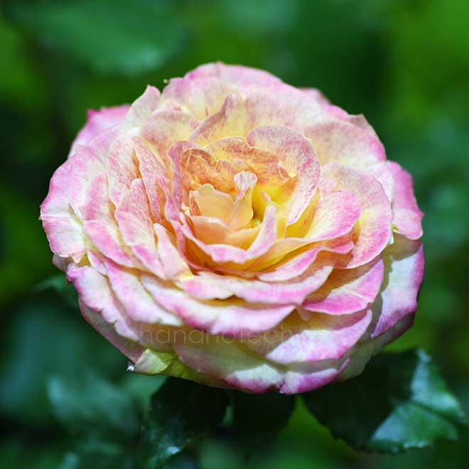 バラ ローヴ ドゥ レテ｜花の手帖の薔薇図鑑