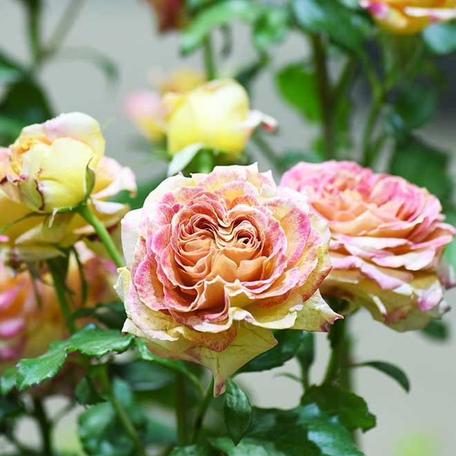 バラ ローヴ ドゥ レテ｜花の手帖の薔薇図鑑