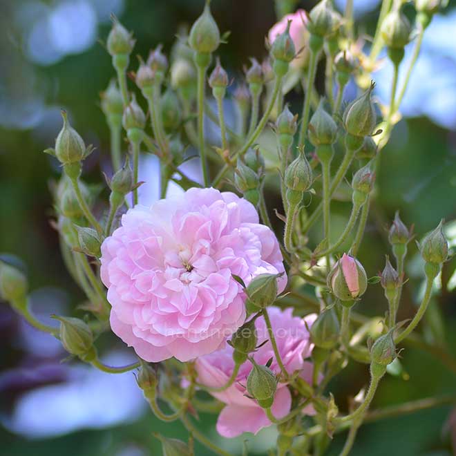 バラ ローラ ダヴォー｜花の手帖の薔薇図鑑