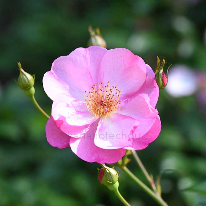 バラ ラベンダー メイディランド｜花の手帖の薔薇図鑑