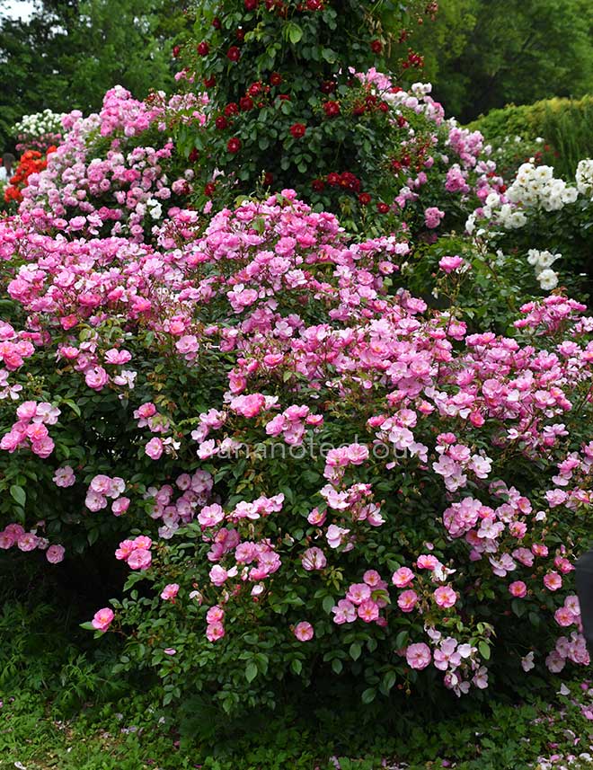 バラ ラベンダー メイディランド｜花の手帖の薔薇図鑑