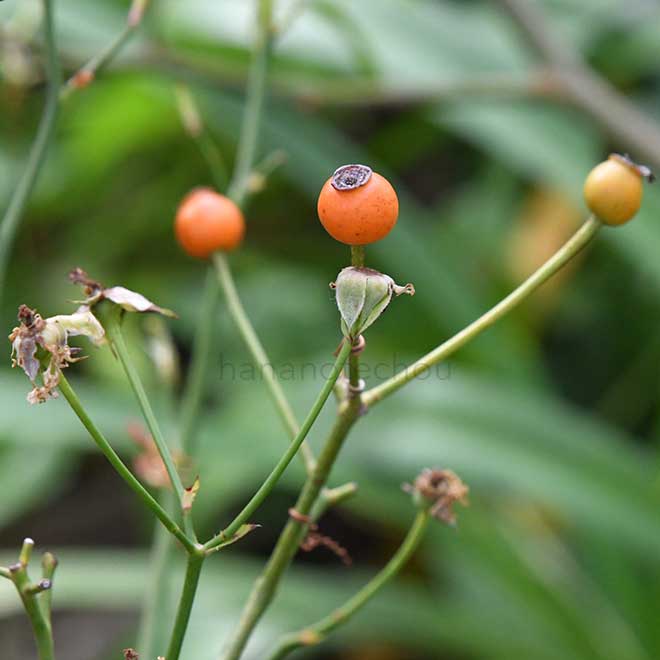 バラ ラベンダー メイディランド｜花の手帖の薔薇図鑑