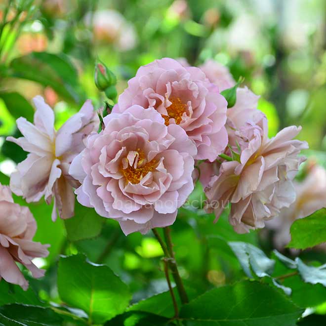 バラ ラベンダー ピノキオ｜花の手帖の薔薇図鑑