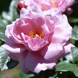 バラ ラベンダー プリンセス｜花の手帖の薔薇図鑑