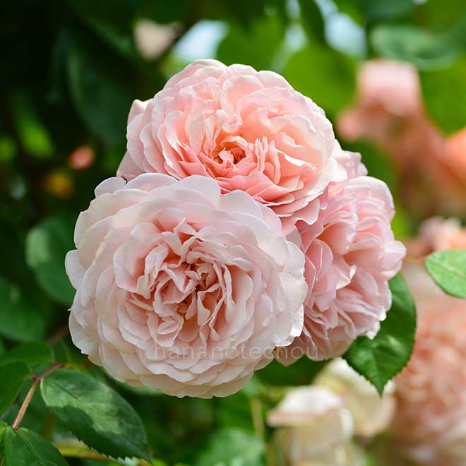 バラ リアンダー｜花の手帖の薔薇図鑑