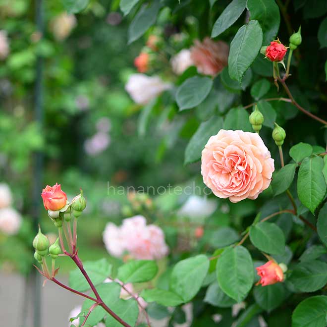 バラ リアンダー｜花の手帖の薔薇図鑑