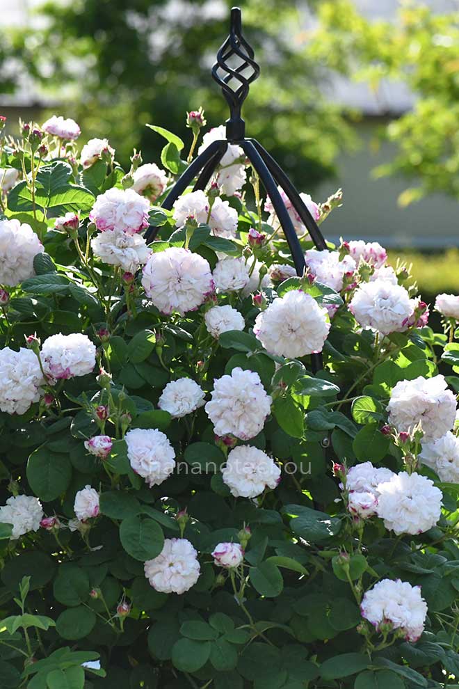 バラ レダ｜花の手帖の薔薇図鑑