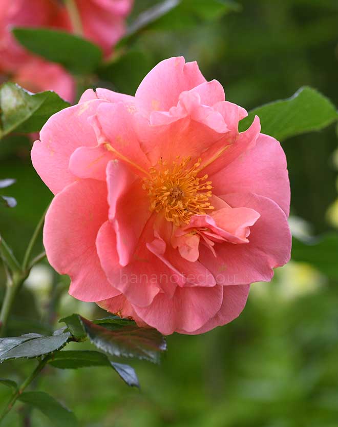 バラ ル デパール ド アヤセ｜花の手帖の薔薇図鑑