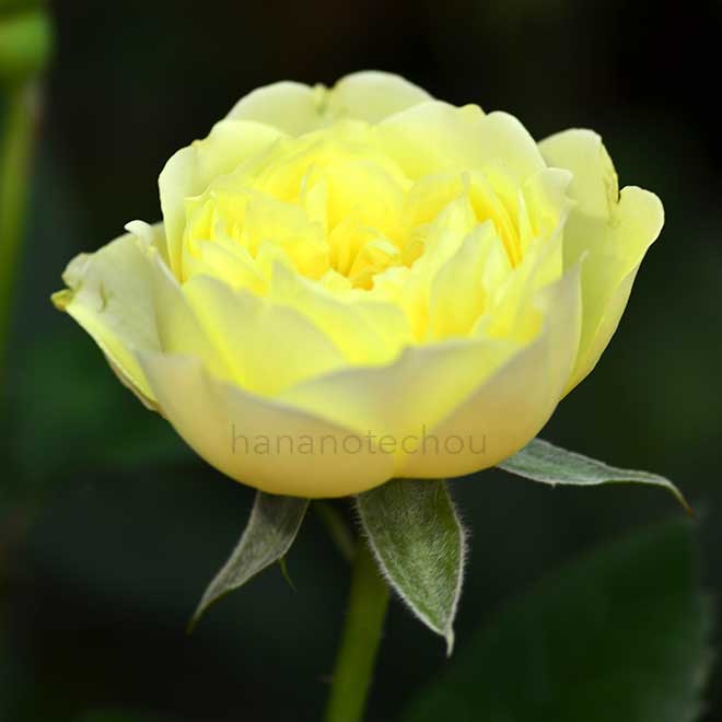 バラ れもん｜花の手帖の薔薇図鑑