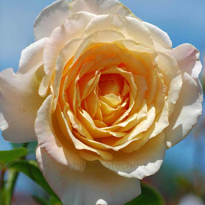 バラ レモンアンドジンジャー｜花の手帖の薔薇図鑑