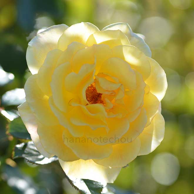 バラ レモンアンドジンジャー｜花の手帖の薔薇図鑑