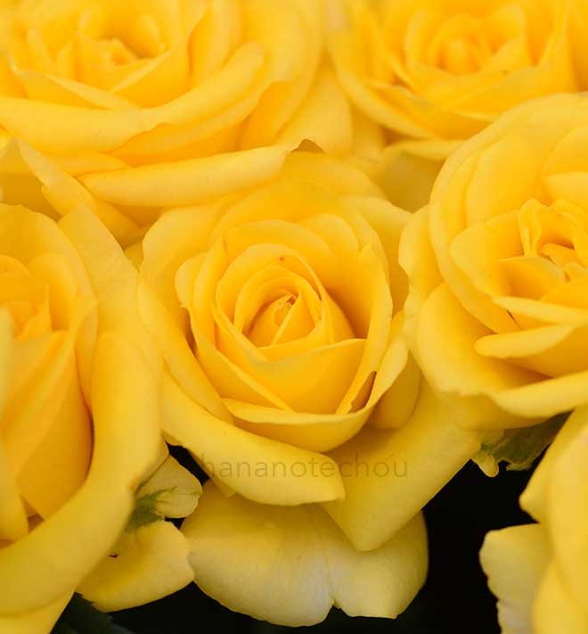 バラ レモンベイブ｜花の手帖の薔薇図鑑