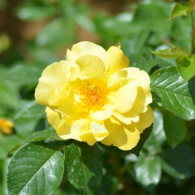 バラ レモンフィズ｜花の手帖の薔薇図鑑