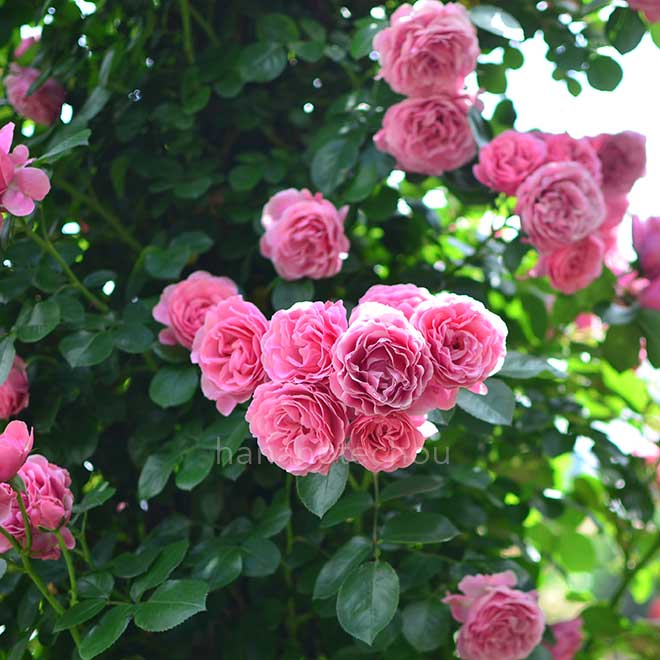 バラ レオナルド ダ ヴィンチ｜花の手帖の薔薇図鑑