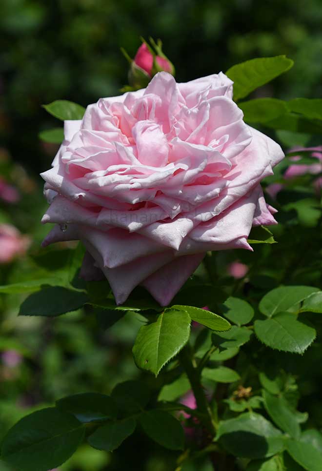 バラ レオニーランバート｜花の手帖の薔薇図鑑