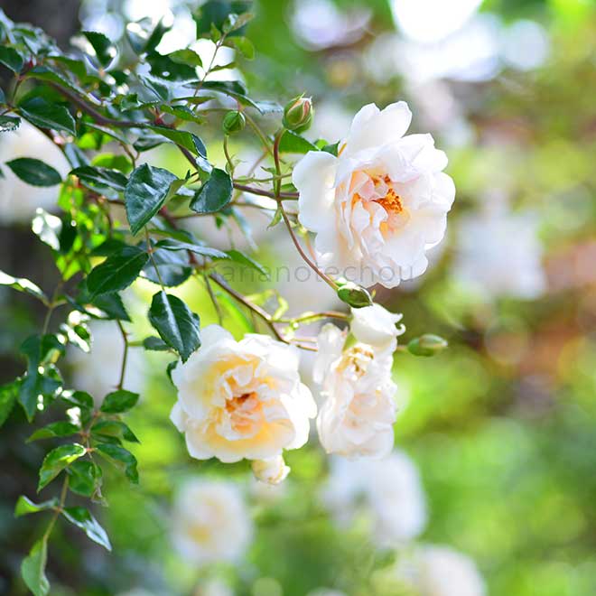 バラ レオンティーヌ ゲルブ｜花の手帖の薔薇図鑑