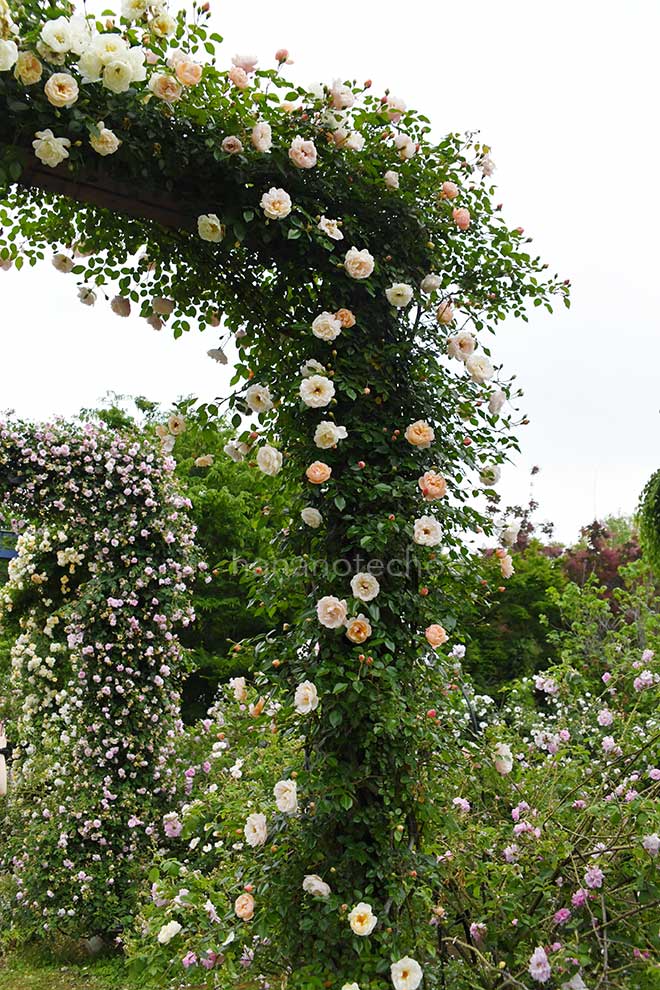 バラ レオンティーヌ ゲルブ｜花の手帖の薔薇図鑑