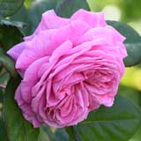 バラ ロゼ ピエール ドゥ ロンサール｜花の手帖の薔薇図鑑