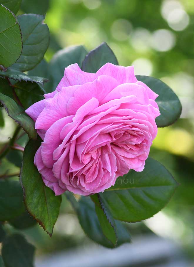 バラ ル ポール ロマンティーク｜花の手帖の薔薇図鑑