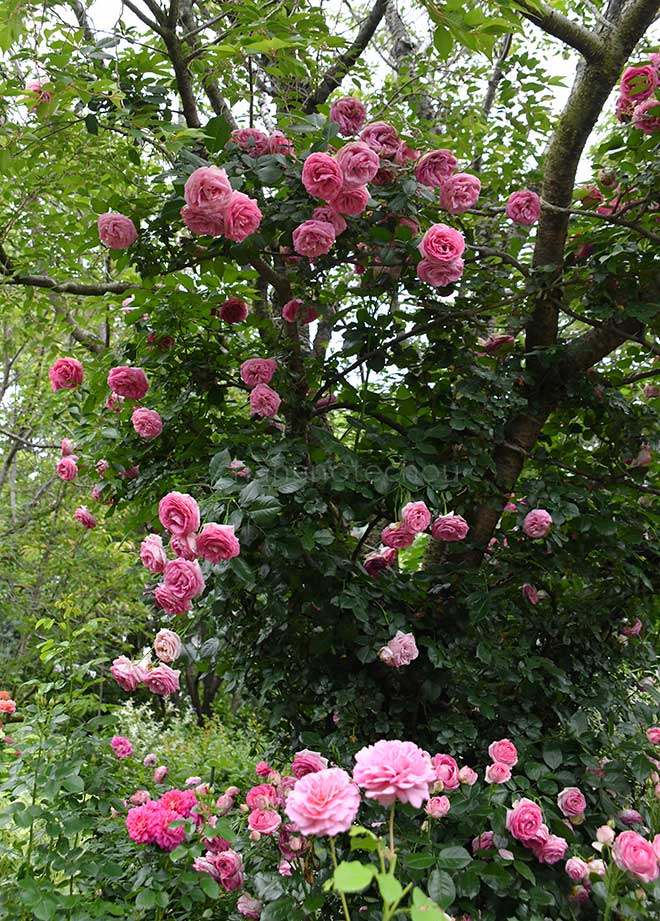 バラ ル ポール ロマンティーク｜花の手帖の薔薇図鑑