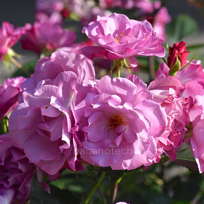 バラ レスポワール｜花の手帖の薔薇図鑑