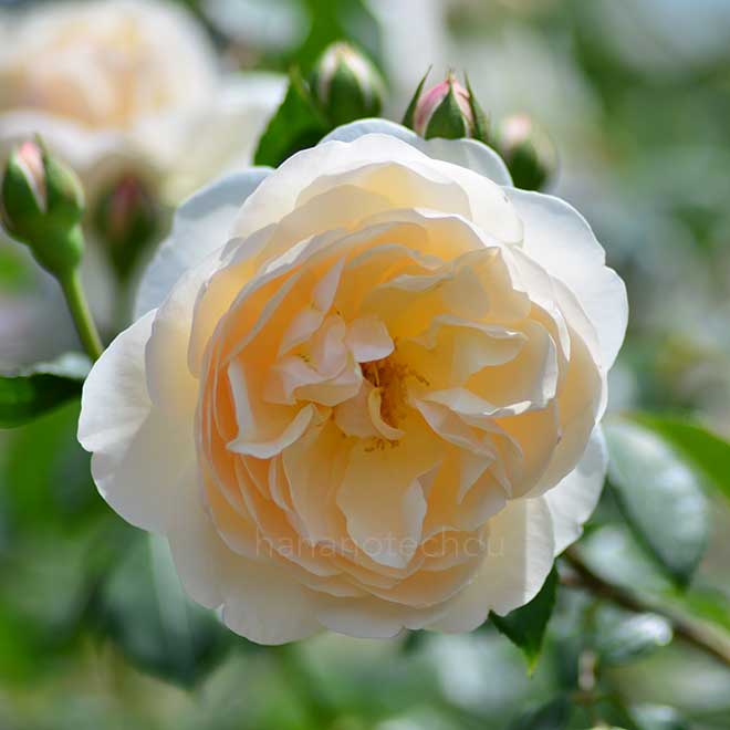 バラ レッチフィールド エンジェル｜花の手帖の薔薇図鑑