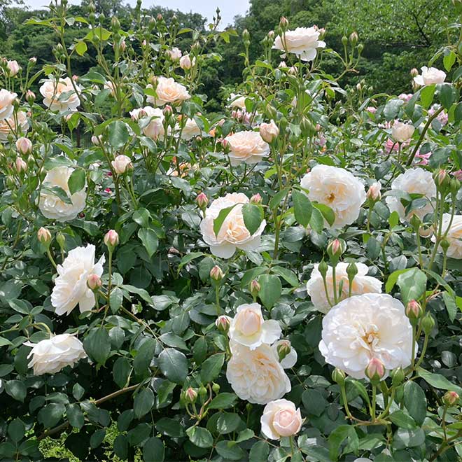 バラ レッチフィールド エンジェル｜花の手帖の薔薇図鑑