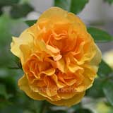 バラ リヒト｜花の手帖の薔薇図鑑