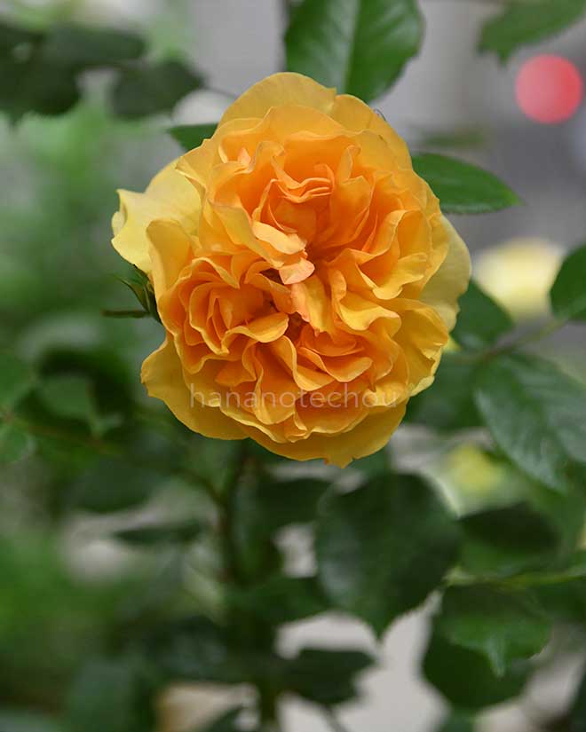 バラ リヒト｜花の手帖の薔薇図鑑