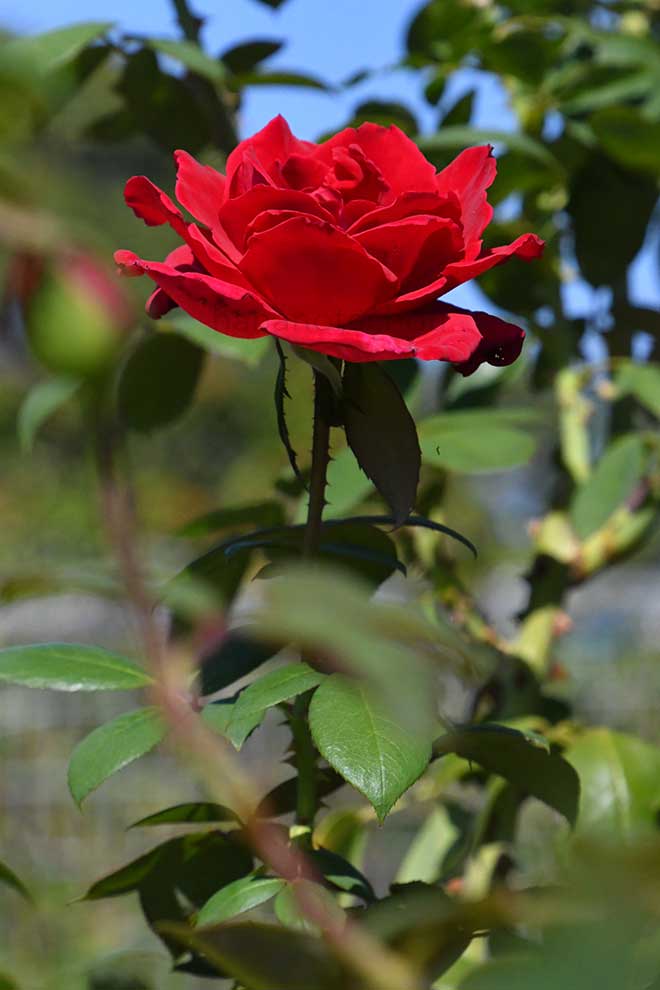 バラ リーベスツァーバー｜花の手帖の薔薇図鑑
