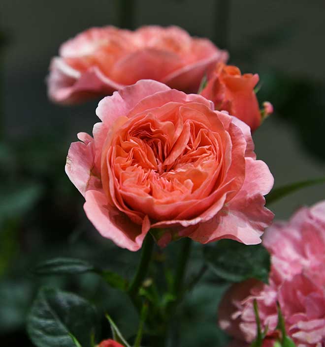 バラ ライフ｜花の手帖の薔薇図鑑