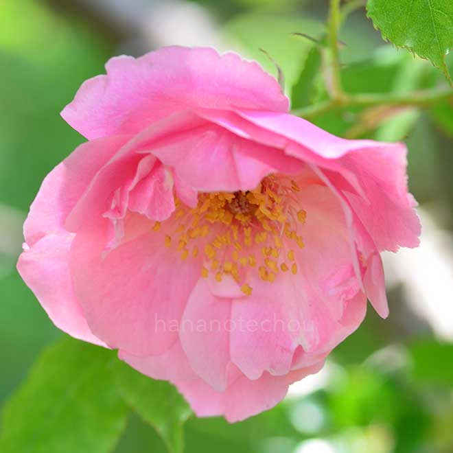 バラ リージャン ロード クライマー｜花の手帖の薔薇図鑑