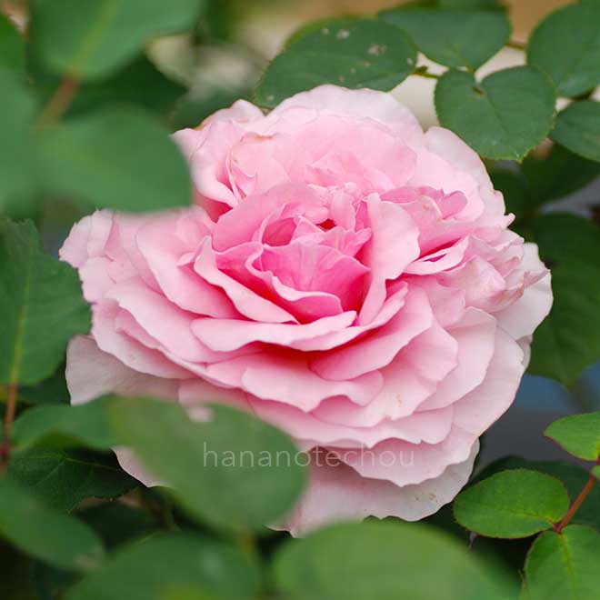 バラ ライラック ローズ｜花の手帖の薔薇図鑑