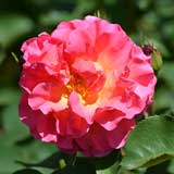 バラ リリアンオースチン｜花の手帖の薔薇図鑑