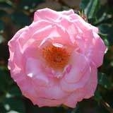 バラ リリベット｜花の手帖の薔薇図鑑