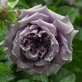 バラ リリエンタール｜花の手帖の薔薇図鑑