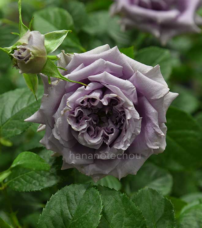 バラ リリエンタール｜花の手帖の薔薇図鑑