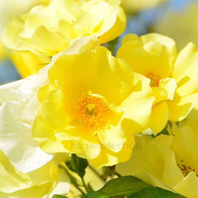 バラ リモンチェッロ｜花の手帖の薔薇図鑑