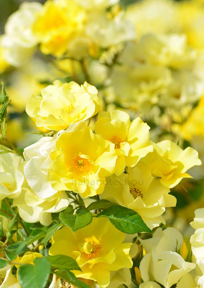 バラ リモンチェッロ｜花の手帖の薔薇図鑑