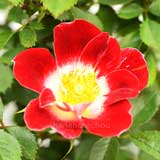 バラ リトル アーチスト｜花の手帖の薔薇図鑑