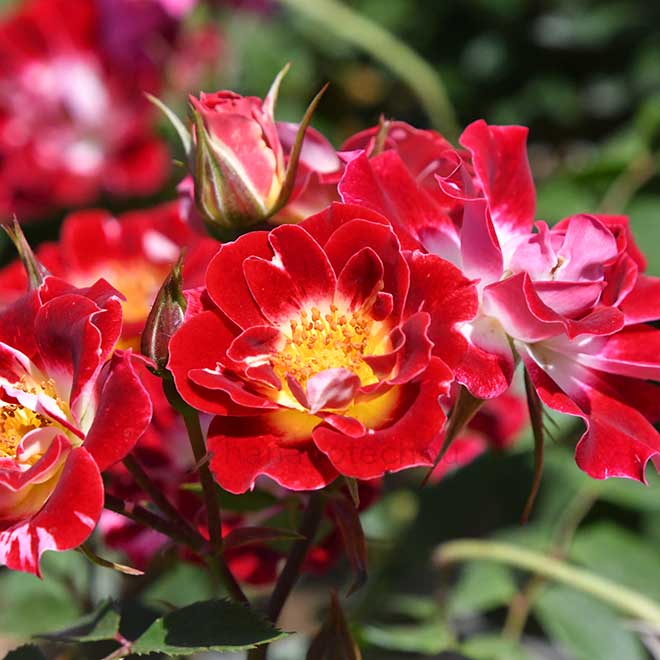 バラ つる リトル アーチスト｜花の手帖の薔薇図鑑