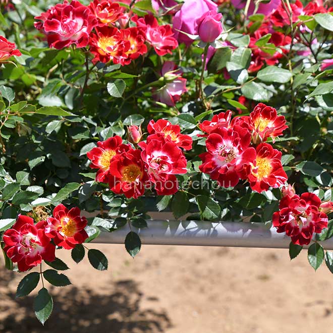 バラ つる リトル アーチスト｜花の手帖の薔薇図鑑