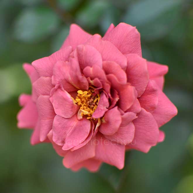 バラ リトル チョコ
｜花の手帖の薔薇図鑑