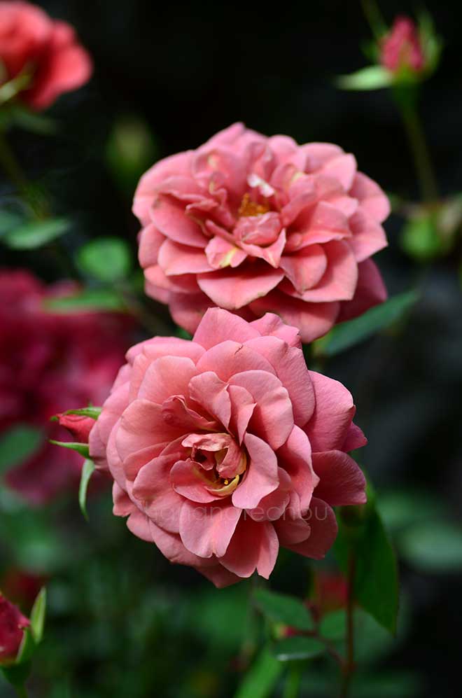 バラ リトル チョコ
｜花の手帖の薔薇図鑑