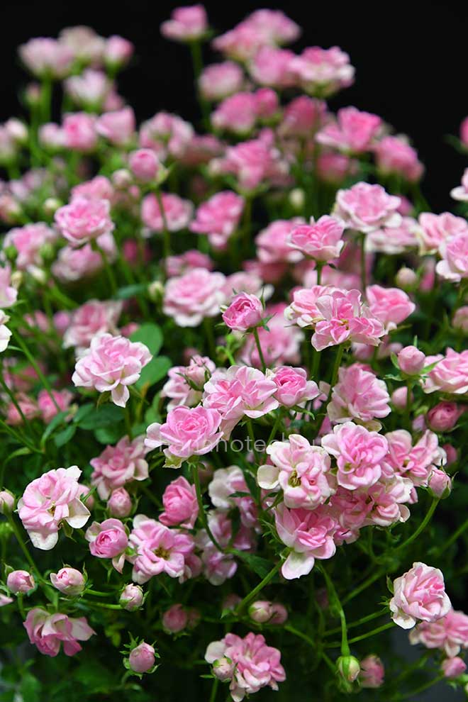 バラ リトルウッズ｜花の手帖の薔薇図鑑