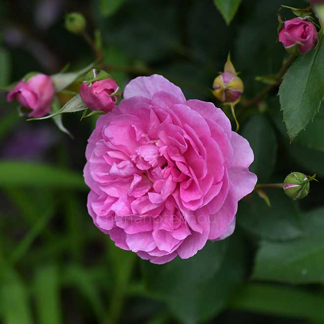 バラ リブレス｜花の手帖の薔薇図鑑
